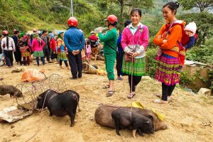 Marchés locaux à inclure dans votre itinéraire de boucle de Ha Giang - guide des meilleurs marchés ethniques locaux de Ha Giang
